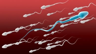 Sperm vs Semen